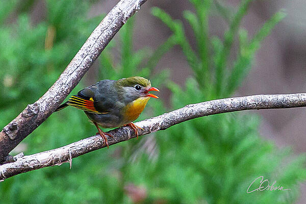 Wall Art featuring the photograph Red-billed Leiothrix by Charlie Osborn