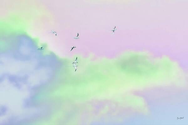 Serene Photograph - Red-billed Tropicbirds Gliding Through Pastel Sky by Bruce Block