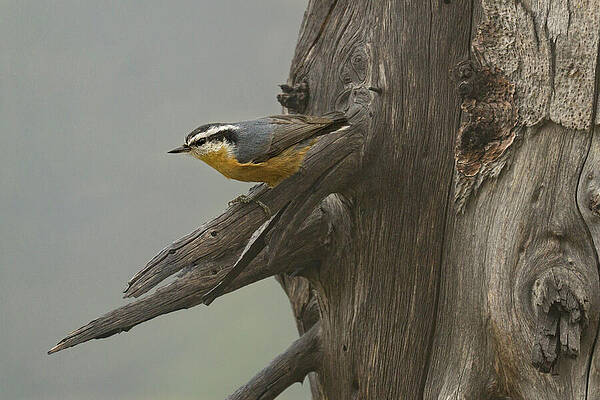 Wilderness Wall Art featuring the photograph Red-breasted Nuthatch In Olympic National Park, Washington by Nancy Gleason