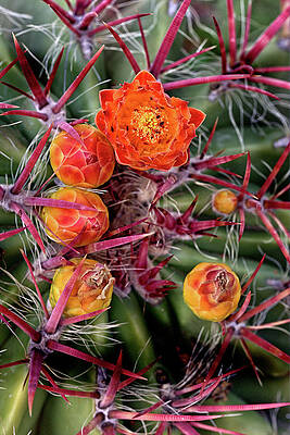 Wall Art featuring the photograph Red Cactus Blossoms by Bob Falcone