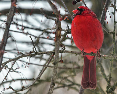 Cardinal Photograph - Red Cardinal by Robert Allen Hill
