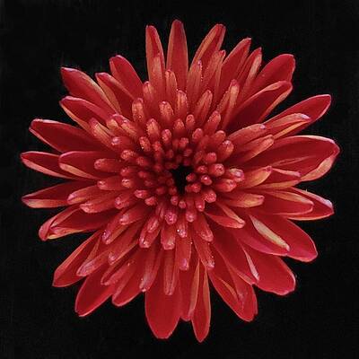 Red Photograph - Red Chrysanthemum by Joy Garso