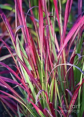 Green Photograph - Red Cogon Grass by D Lee