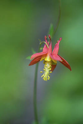 Wilderness Wall Art featuring the photograph Red Columbine Wildflower In Olympic National Park by Nancy Gleason