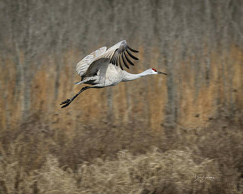 Sandhill Crane in Flight Photograph
