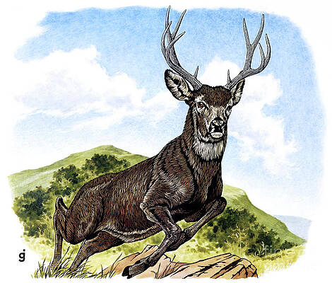 Animal Wall Art featuring the painting Red Deer by Gene Jarvis