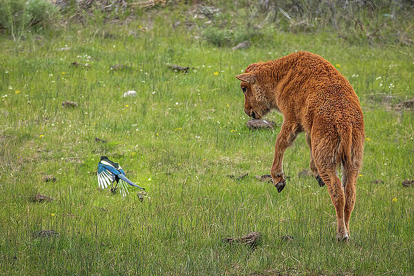 National Parks Wall Art featuring the photograph Red Dog Playtime by Tim Lyden