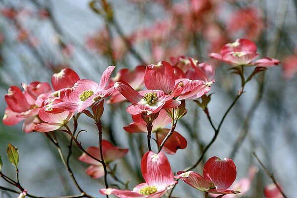 Wall Art featuring the photograph Red Dogwood by Gina Fitzhugh
