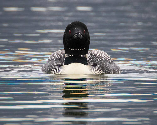 Beautiful Wall Art featuring the photograph Red Eyed And Bow Tied - Common Loon - Lassen County CA by Mike Lee