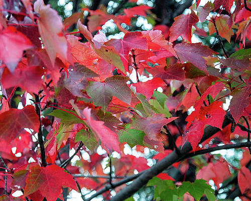 Wall Art featuring the photograph Red Fall Leaves by Flees Photos