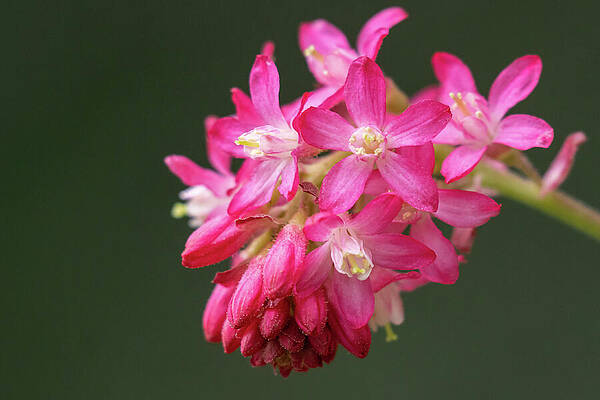 Wall Art featuring the photograph Red-flowering Currant Blossom by Nancy Gleason