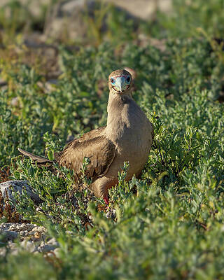 Wall Art featuring the photograph Red-footed Booby On Shore At Genovesa by Nancy Gleason