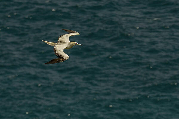 Hawaii Wall Art featuring the photograph Red-Footed Booby Over The Pacific by Nancy Gleason