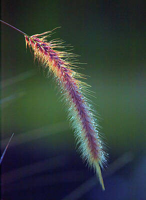 Wall Art featuring the photograph Red Fountain Grass Rain And Sunlight by Joe Schofield
