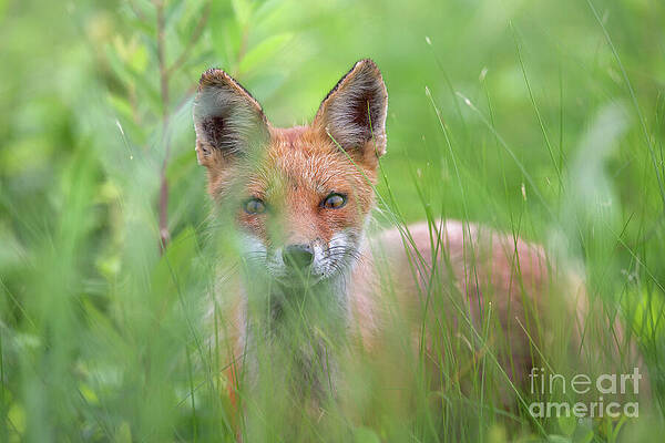 Wall Art featuring the photograph Red Fox In The Grass by Rehna George