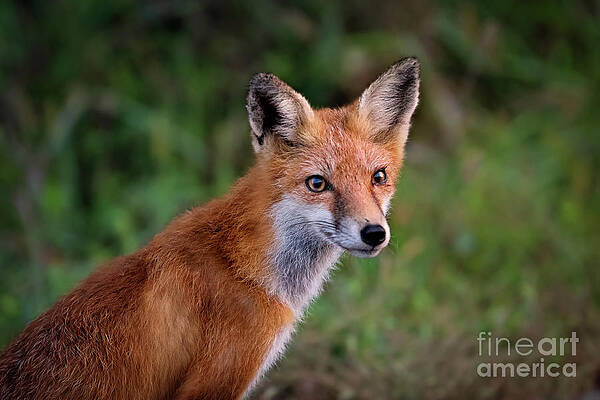 Wall Art featuring the photograph Red Fox Portrait by Rehna George
