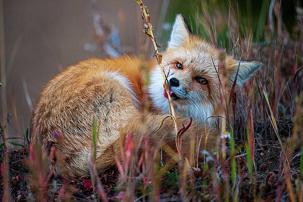 Wall Art featuring the photograph Red Fox With Curious Tastebuds by Jeff Phillippi