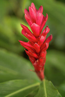 Hawaii Wall Art featuring the photograph Red Ginger In A Kauai Garden by Nancy Gleason