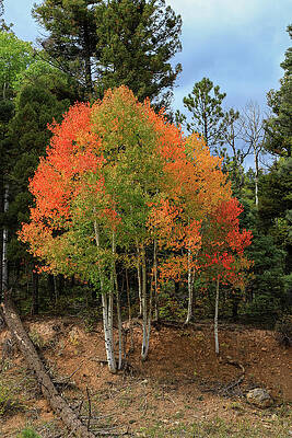 Sky Wall Art featuring the photograph Red, Green, Orange, Yellow by Steve Templeton