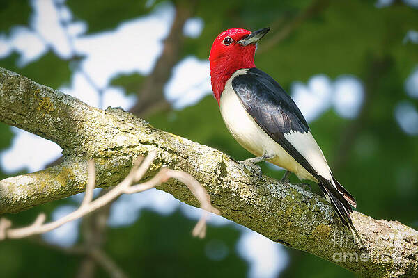 Red-Headed Woodpecker on a Branch Photograph