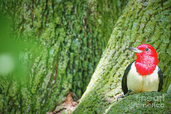 Red-Headed Woodpecker on Tree Trunk Photograph
