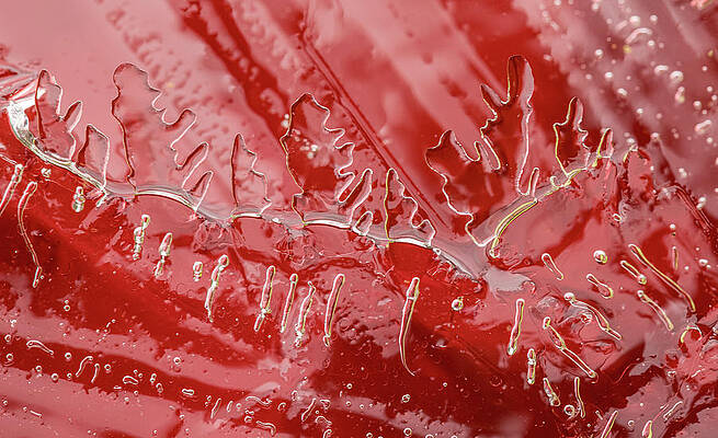 Abstract Photograph - Red Ice Design by Jean Noren