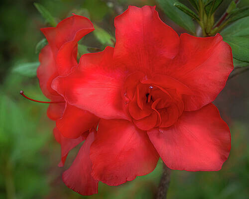 Delicate Wall Art featuring the photograph Red In Bloom by Dodie Ross