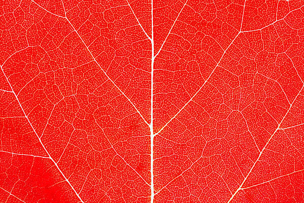 Vibrant Red Leaf Wall Art