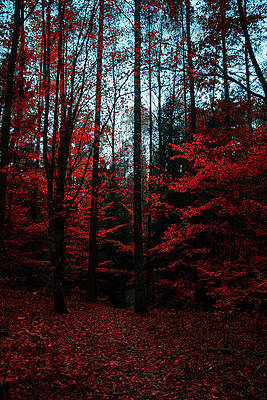 Wall Art featuring the photograph Red Leaves Red Forest by Printed View