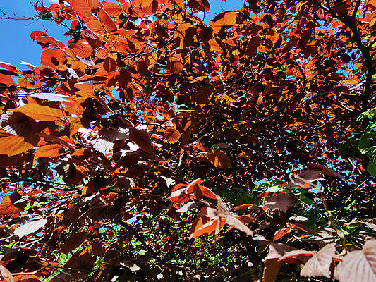 Beautiful Wall Art featuring the photograph Red Leaves by Robert Grac