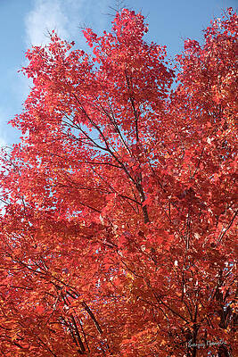 Landscape Wall Art featuring the photograph Red Maple-1, Fall Colors by Sanjay Marathe