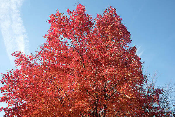 Landscape Wall Art featuring the photograph Red Maple-2, Fall Colors by Sanjay Marathe