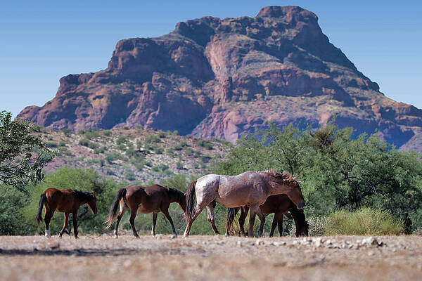 Nature Photograph - Red Mountain Caravan by American Landscapes