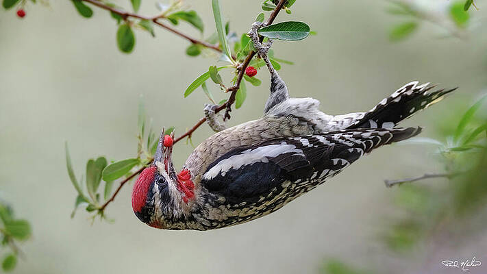 Mountain Wall Art featuring the photograph Red-nape Sapsucker. by Paul Martin