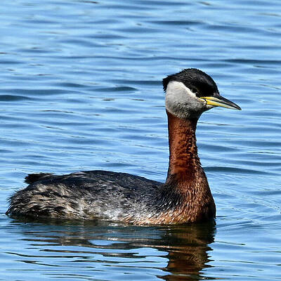 Wall Art featuring the photograph Red-necked Grebe by Harry Banks