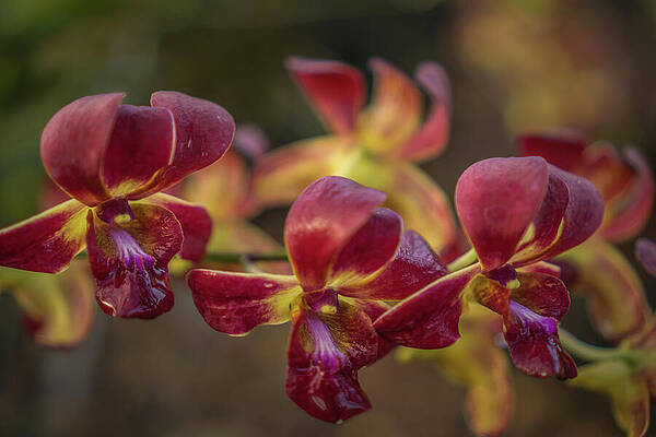 Hawaii Wall Art featuring the photograph Red Orchid Close-up by Nancy Gleason
