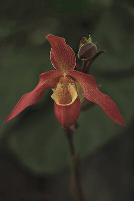 Exotic Orchid Bloom Wall Art