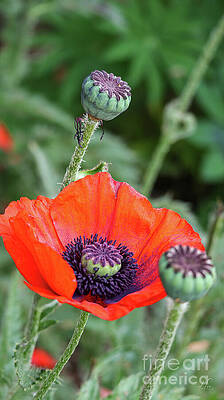 Wall Art featuring the photograph Red Poppy Bloom by D Lee