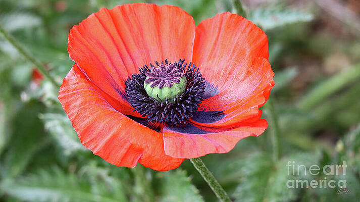 Nature Photograph - Red Poppy Detail by D Lee