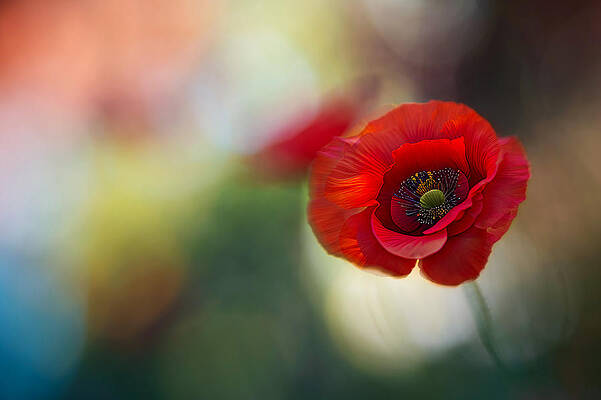 Summer Wall Art featuring the photograph Red Poppy by Ursula Abresch