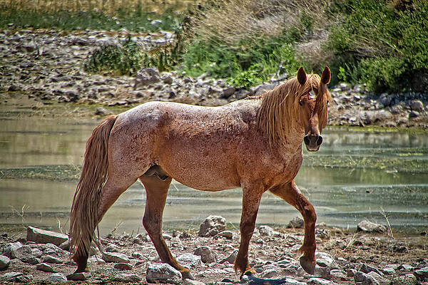 Animal Photograph - Red Roan Wild Mustang Stallion by Waterdancer
