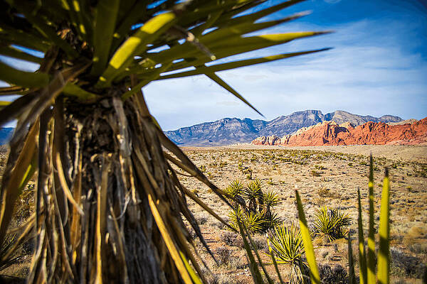 Nevada Wall Art featuring the photograph Red Rock Canyon by Jonathan Babon