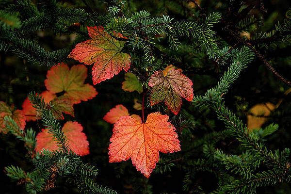 RED SEPTEMBER by Fred Denner