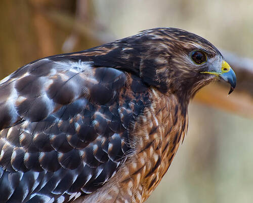 Wall Art featuring the photograph Red Shouldered Hawk 2 by Flees Photos