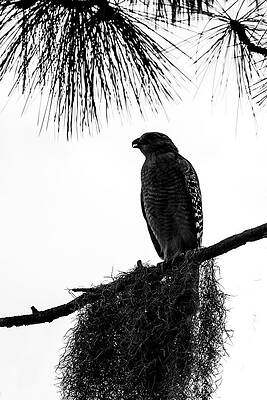 Wall Art featuring the photograph Red-Shouldered Hawk 4A by Sally Fuller