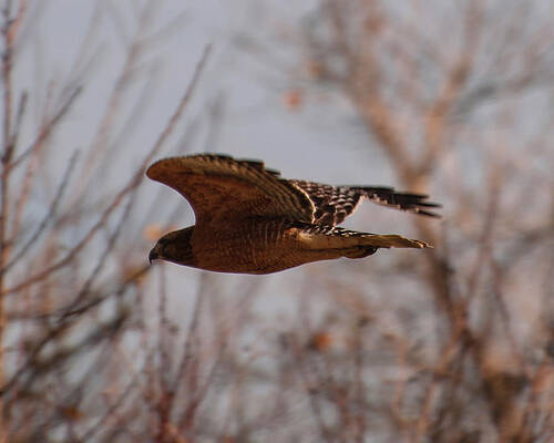 Wall Art featuring the photograph Red Shouldered Hawk by Flees Photos