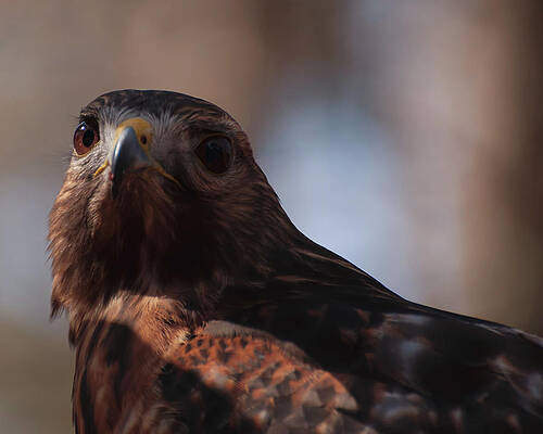 Wall Art featuring the photograph Red Shouldered Hawk Close Up by Flees Photos