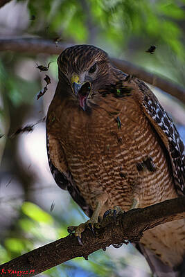 Egret Photograph - Red Shouldered Hawk Ejecting Food Pellet by Rene Vasquez