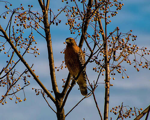 Wall Art featuring the photograph Red Shouldered Hawk In A Cherry Tree by Flees Photos