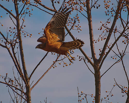 Wall Art featuring the photograph Red Shouldered Hawk In Flight by Flees Photos